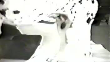 Bare older lady senses complete canine penis inside her small vagina