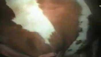 Aroused guy finds fulfillment with the horse in savage adult sequences