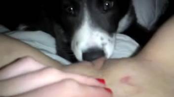 Canine tongues lady's vagina while she pleasures herself