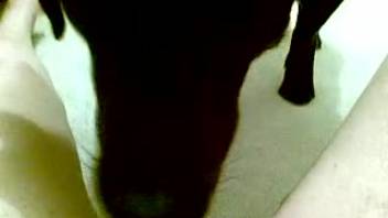 Aroused guy climaxes as the canine tongues his body
