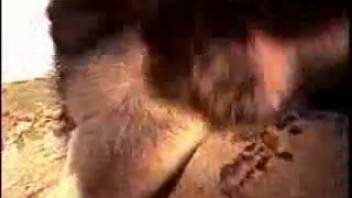 Canine penetrates its owner anally in homemade bestiality footage