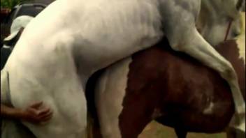 Equine bestiality encounter with the owner observing the entire scene
