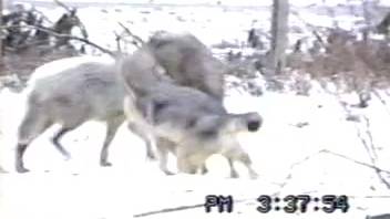 Canines mating in the blizzard, wild animal enclosure footage captured live