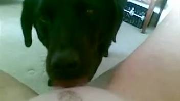 Canine tongues lady's vagina as she records herself