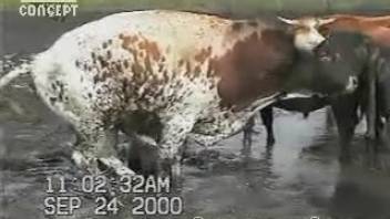 Cattle are getting this dude incredibly turned on as hell