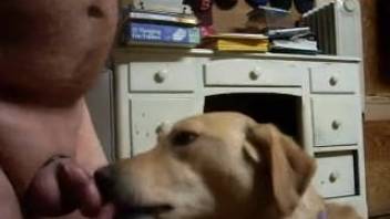 Dog orally pleasures owner's shaft and ultimately gulps down his load
