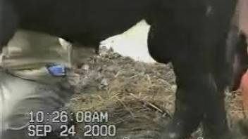Black livestock in extreme animal sex porn