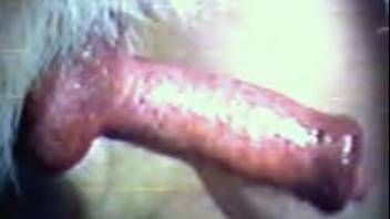 Filthy woman shoves the entire canine cock into her mouth