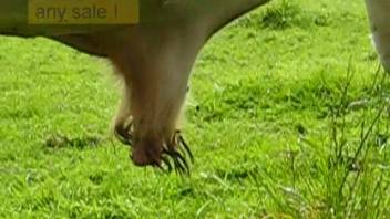 It's thrilling to check out the appearance of a farm animal's cock.