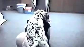 Dalmatian pounded her dripping wet pussy in doggy style