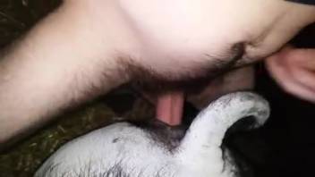 Guy thrusts his dick deep into his furry but attractive canine
