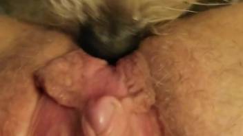 Bushy snatch being tongued by a hound in a first-person view clip
