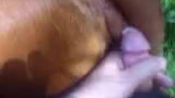 Guy strokes his dick before shoving it into a female horse's vagina