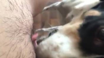 Bushy vagina being tongued by a super hot pup