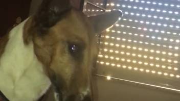 Huge cock slurped by an obedient pup with an adorable face