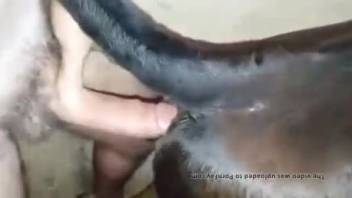 Guy deeply penetrates his cow and savors premium bestiality anal pleasure