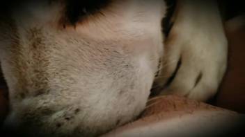 First-person view of a cute little pup who adores blowjobs