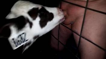 Guy throat-fucking an obedient chick through the cage bars