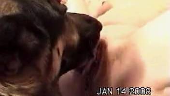 Canine smells and tongues older woman's eager cunt prior to intense screwing