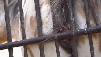 Peeping tom adult film featuring a moist female horse vagina