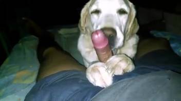 Canine tongues master's penis in an extremely messy manner