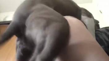 Filthy bestiality flick featuring a horny babe