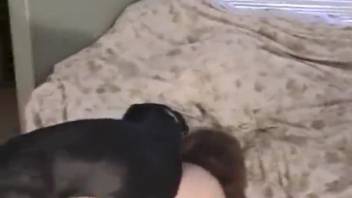 Collection of top zoophilic doggy style encounters
