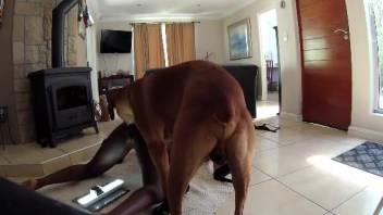 Hot woman gets fucked by dog cock doggy style while licking cunt