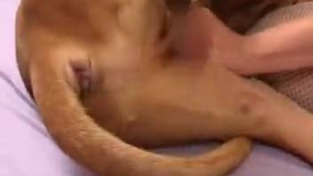 Naughty disguised animal-lover directs her pooch to pound her slit