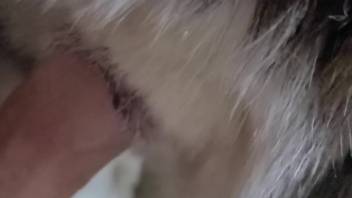 Hot dick ravaging the narrow opening of an alluring canine