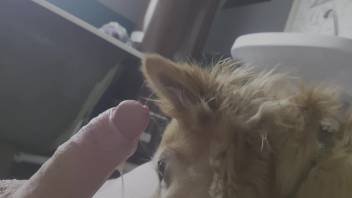 Pooch that slurps dicks devours another massive erection