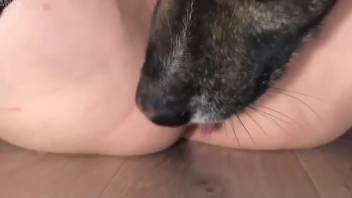Authentic homemade animal cam erotica featuring a slender chick posing sexily