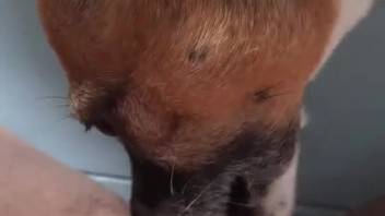 Canine tongues proprietor's damp vagina and rear in filthy bestiality porn