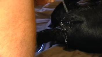 Ebony canine getting exploited by a guy with a stiff erection
