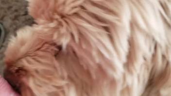Adorable fluffy creature sweetly tonguing every inch of his dick tip