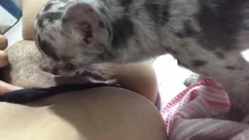 Steamy creature tonguing every inch of that juicy slit right here