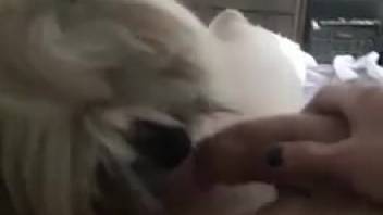 Fluffy dog causes lady to orgasm by licking her vagina