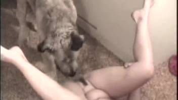 Eager pup laps at her snug slit with delight