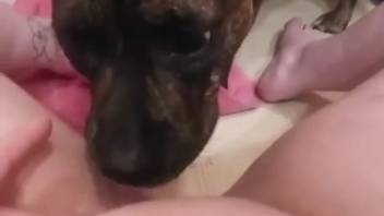 Canine tongues lady's moist vagina triggering her wild climax