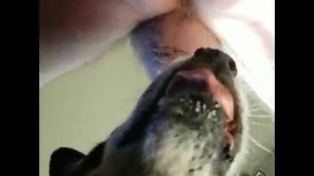 Canine tongues guy's rear and testicles during messy webcam sessions