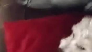 Novice guy intensely penetrates small canine in wild webcam footage