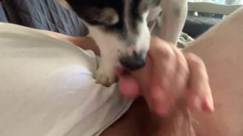 Canine tongues guy's stiff dick in fairly wild homemade footage